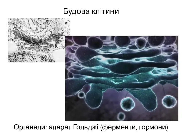 Будова клітини Органели: апарат Гольджі (ферменти, гормони)