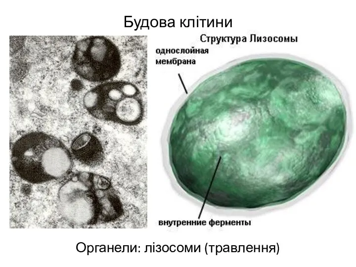 Будова клітини Органели: лізосоми (травлення)