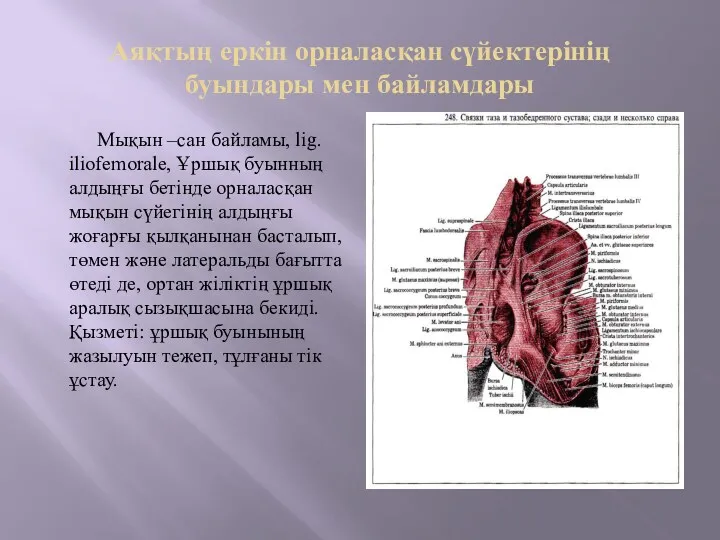 Аяқтың еркін орналасқан сүйектерінің буындары мен байламдары Мықын –сан байламы,