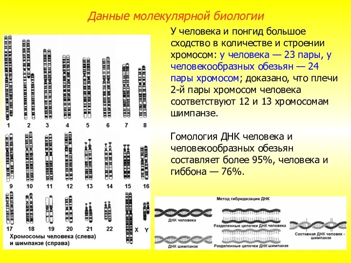 У человека и понгид большое сходство в количестве и строении хромосом: у человека