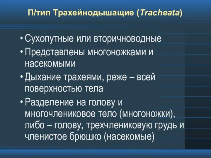 П/тип Трахейнодышащие (Tracheata) Сухопутные или вторичноводные Представлены многоножками и насекомыми