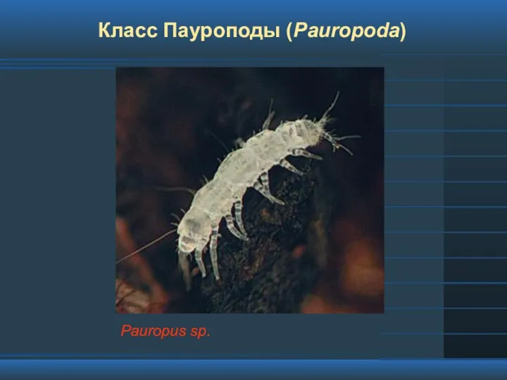 Класс Пауроподы (Pauropoda) Pauropus sp.