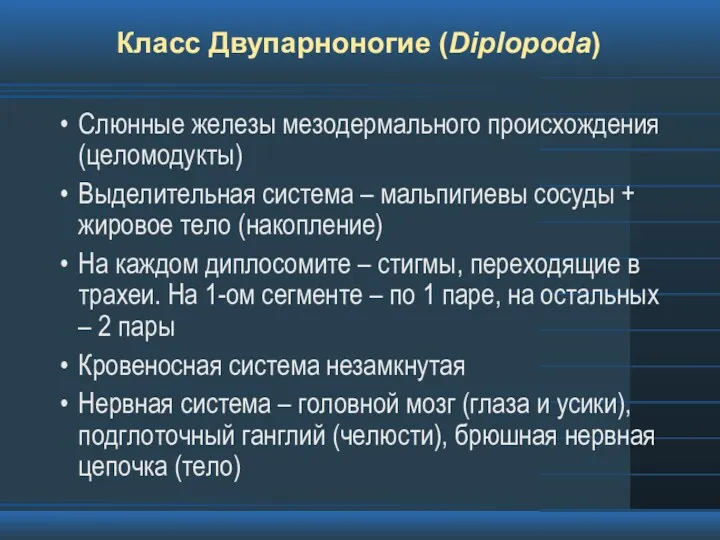 Класс Двупарноногие (Diplopoda) Слюнные железы мезодермального происхождения (целомодукты) Выделительная система