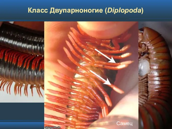 Класс Двупарноногие (Diplopoda) Самец