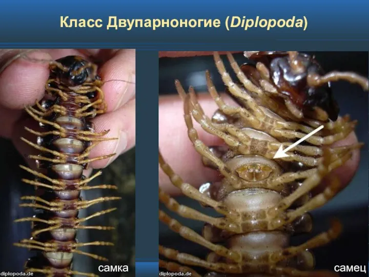 Класс Двупарноногие (Diplopoda)