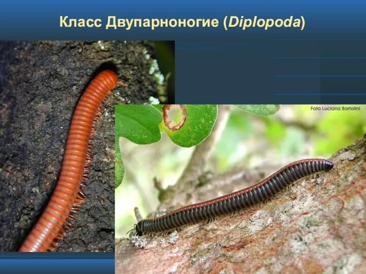 Класс Двупарноногие (Diplopoda)