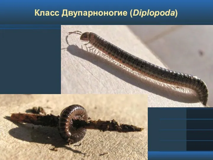 Класс Двупарноногие (Diplopoda)