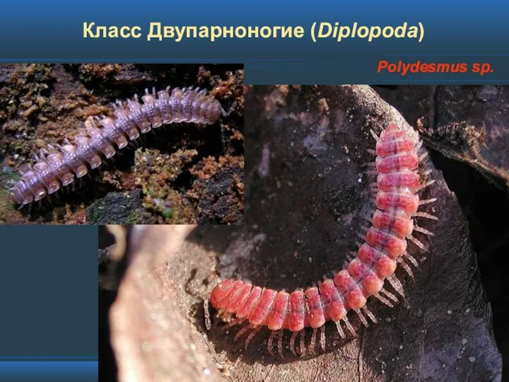 Класс Двупарноногие (Diplopoda) Polydesmus sp.