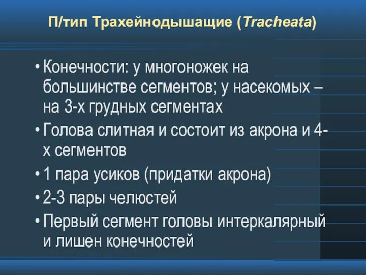 П/тип Трахейнодышащие (Tracheata) Конечности: у многоножек на большинстве сегментов; у