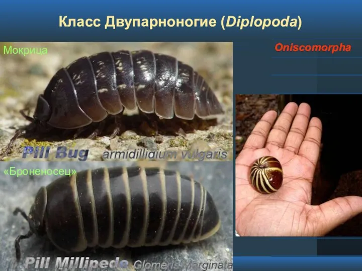 Класс Двупарноногие (Diplopoda) Oniscomorpha Мокрица «Броненосец»