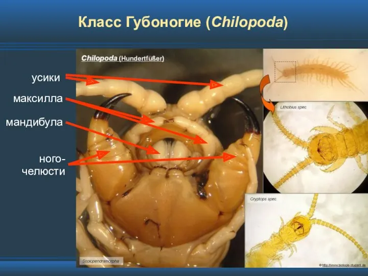 Класс Губоногие (Chilopoda)