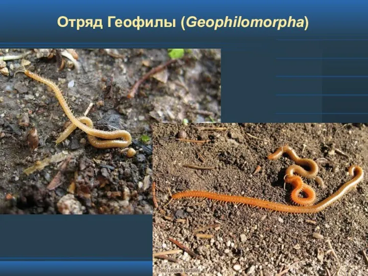 Отряд Геофилы (Geophilomorpha)