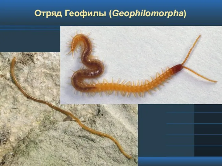 Отряд Геофилы (Geophilomorpha)