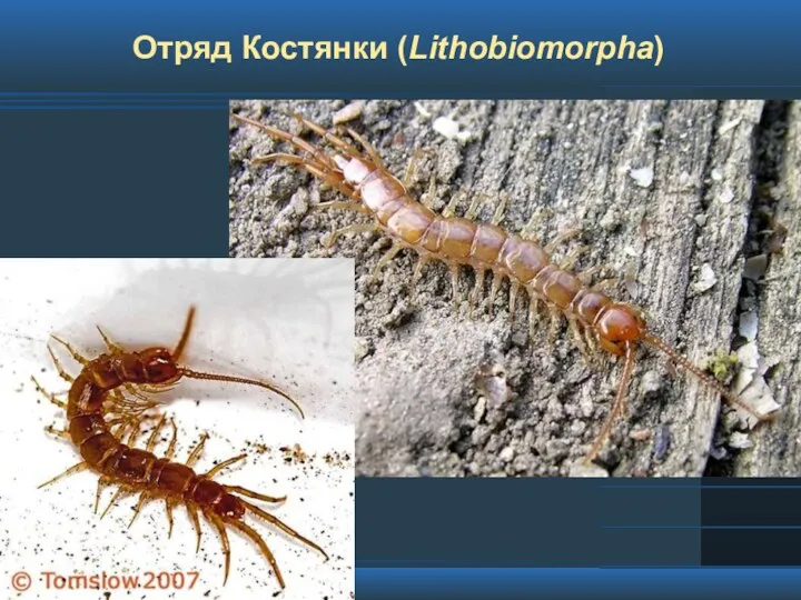 Отряд Костянки (Lithobiomorpha)