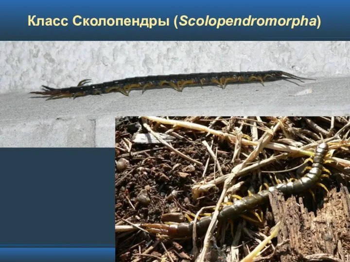 Класс Сколопендры (Scolopendromorpha)