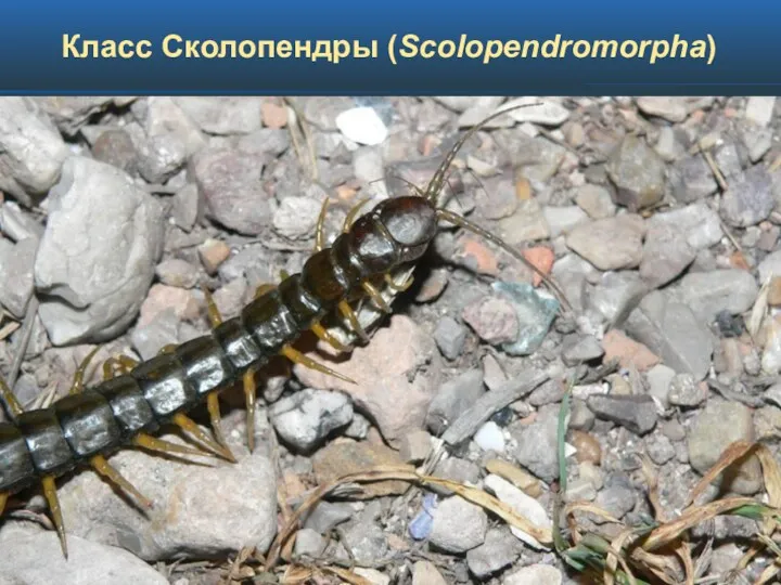 Класс Сколопендры (Scolopendromorpha)