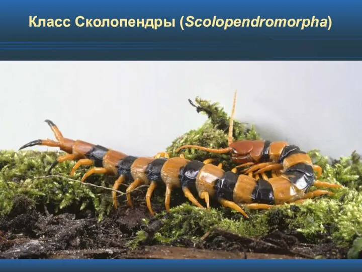 Класс Сколопендры (Scolopendromorpha)