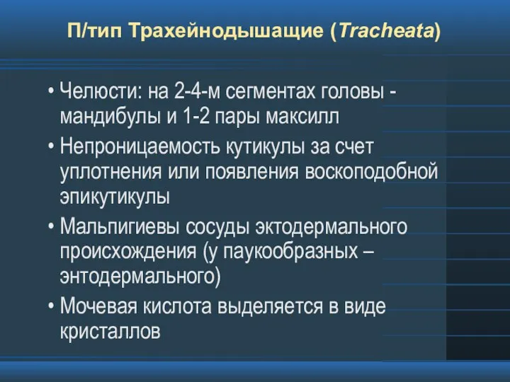 П/тип Трахейнодышащие (Tracheata) Челюсти: на 2-4-м сегментах головы - мандибулы