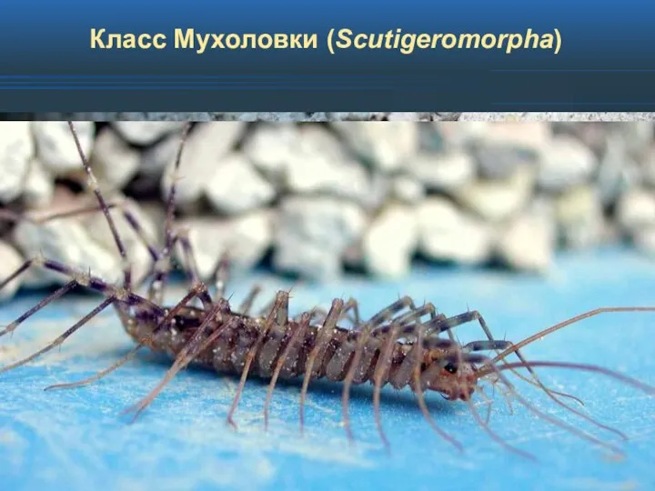 Класс Мухоловки (Scutigeromorpha)