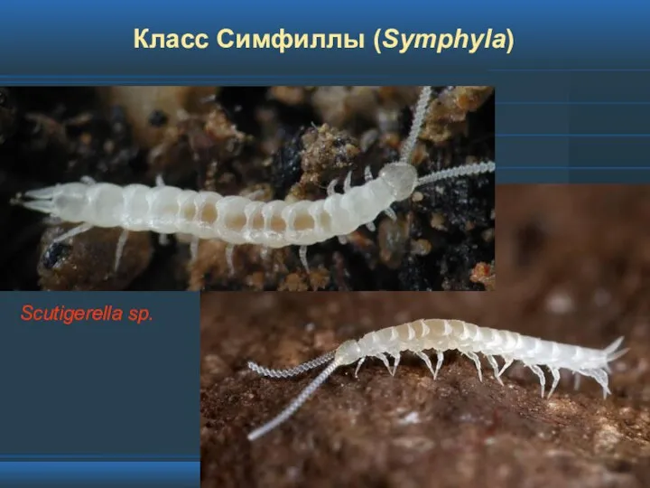 Класс Симфиллы (Symphyla) Scutigerella sp.