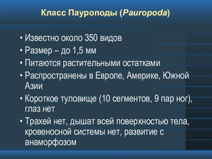 Класс Пауроподы (Pauropoda) Известно около 350 видов Размер – до