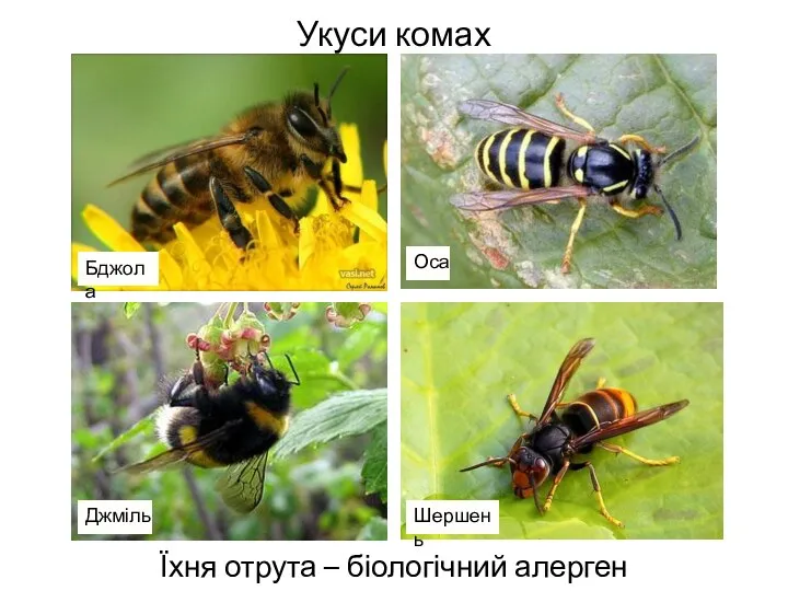 Укуси комах Їхня отрута – біологічний алерген Бджола Джміль Оса Шершень