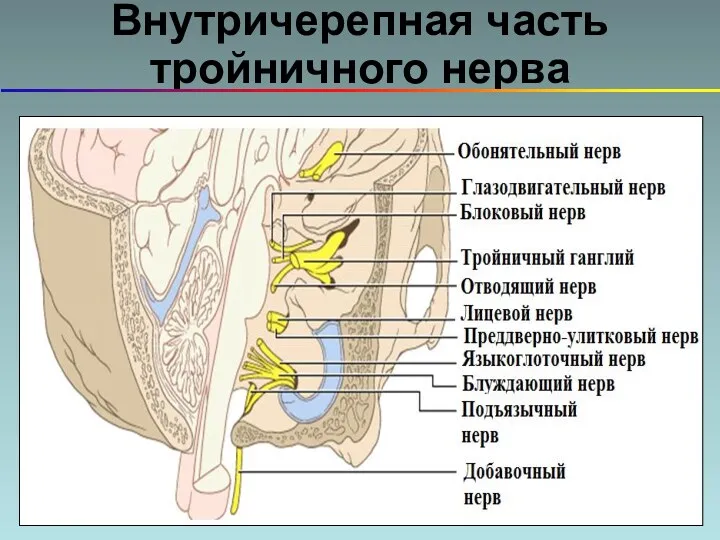 Внутричерепная часть тройничного нерва