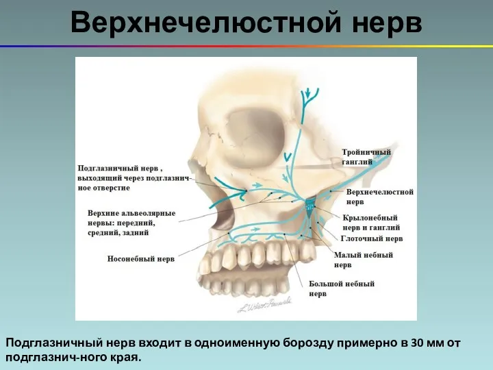 Верхнечелюстной нерв Подглазничный нерв входит в одноименную борозду примерно в 30 мм от подглазнич-ного края.