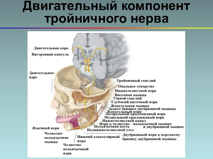 Двигательный компонент тройничного нерва