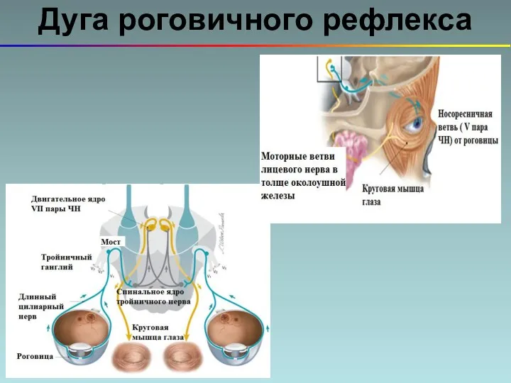 Дуга роговичного рефлекса