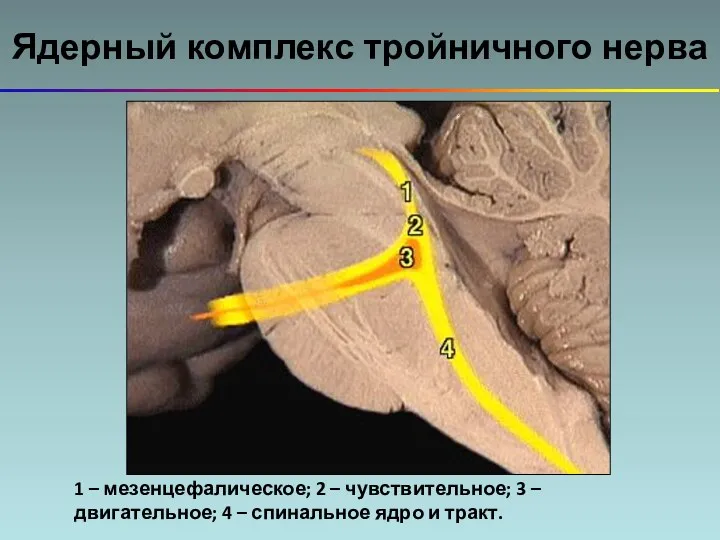 Ядерный комплекс тройничного нерва 1 – мезенцефалическое; 2 – чувствительное;