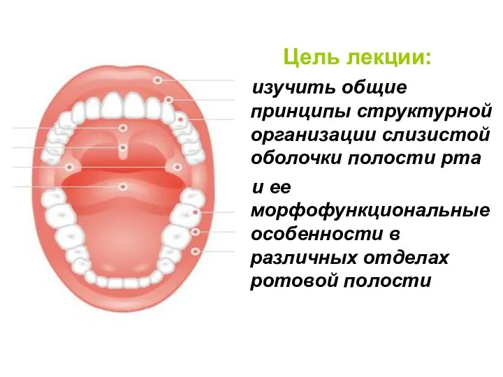 Цель лекции: изучить общие принципы структурной организации слизистой оболочки полости