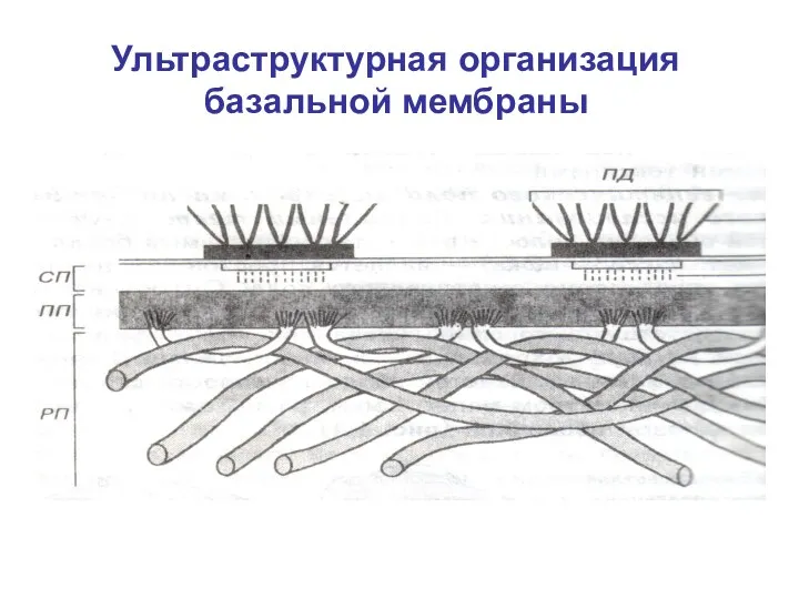 Ультраструктурная организация базальной мембраны