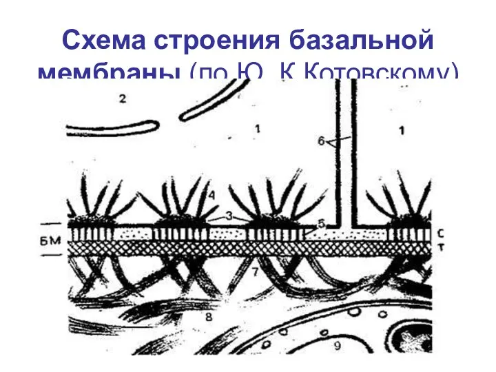 Схема строения базальной мембраны (по Ю. К.Котовскому)