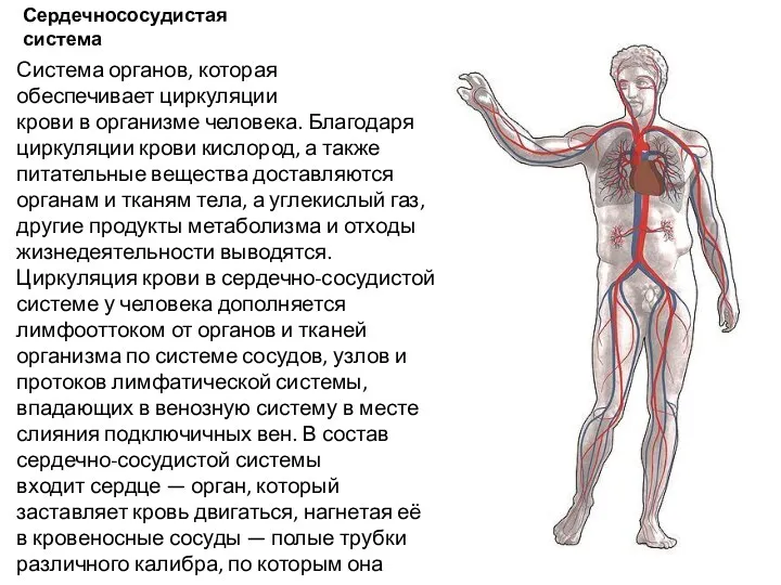 Сердечнососудистая система Система органов, которая обеспечивает циркуляции крови в организме