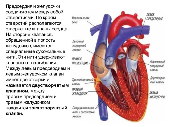 Предсердия и желудочки соединяются между собой отверстиями. По краям отверстий