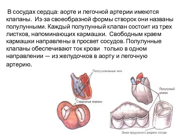 В сосудах сердца: аорте и легочной артерии имеются клапаны. Из-за