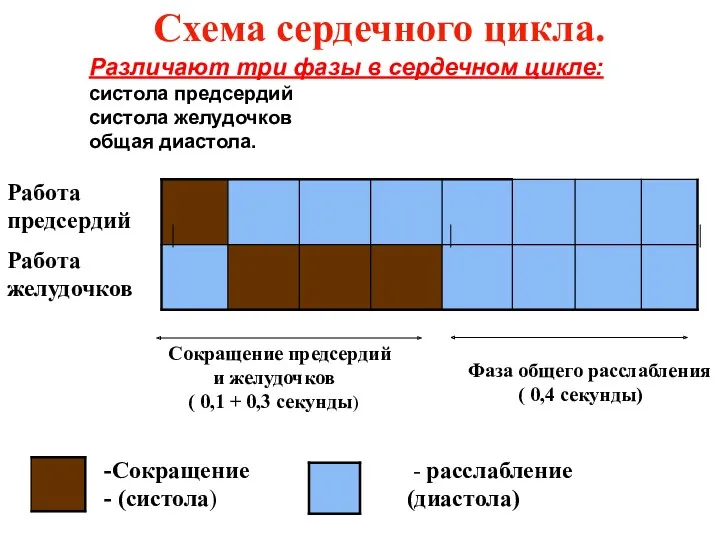 Схема сердечного цикла. Работа предсердий Работа желудочков - расслабление (диастола)