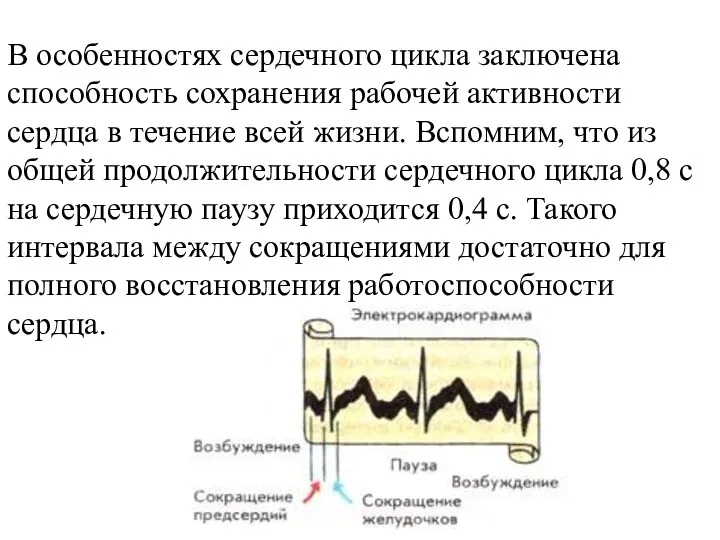 В особенностях сердечного цикла заключена способность сохранения рабочей активности сердца