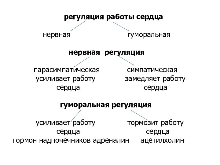 регуляция работы сердца нервная гуморальная нервная регуляция парасимпатическая симпатическая усиливает