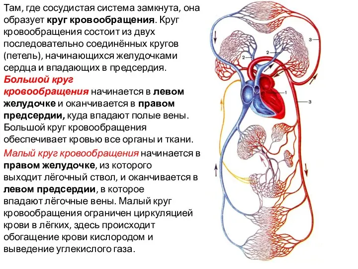 Там, где сосудистая система замкнута, она образует круг кровообращения. Круг