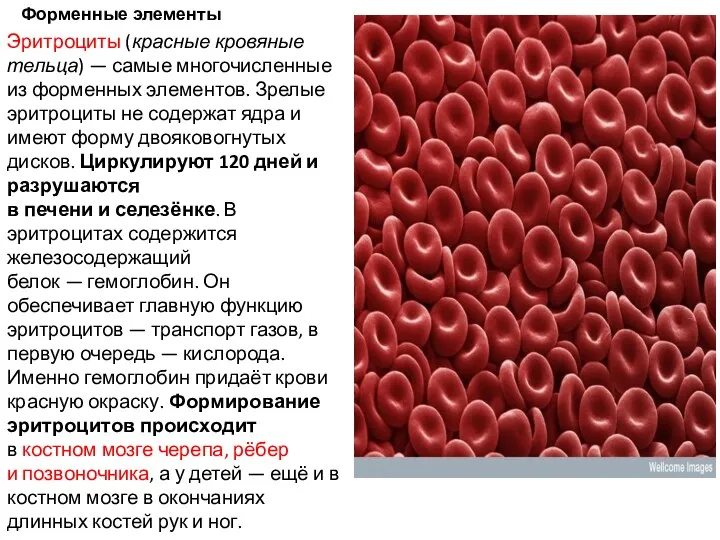 Форменные элементы Эритроциты (красные кровяные тельца) — самые многочисленные из