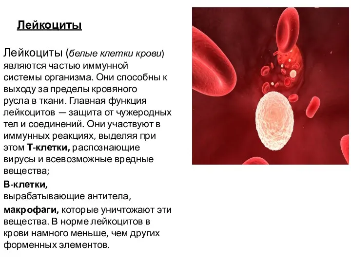 Лейкоциты Лейкоциты (белые клетки крови) являются частью иммунной системы организма.