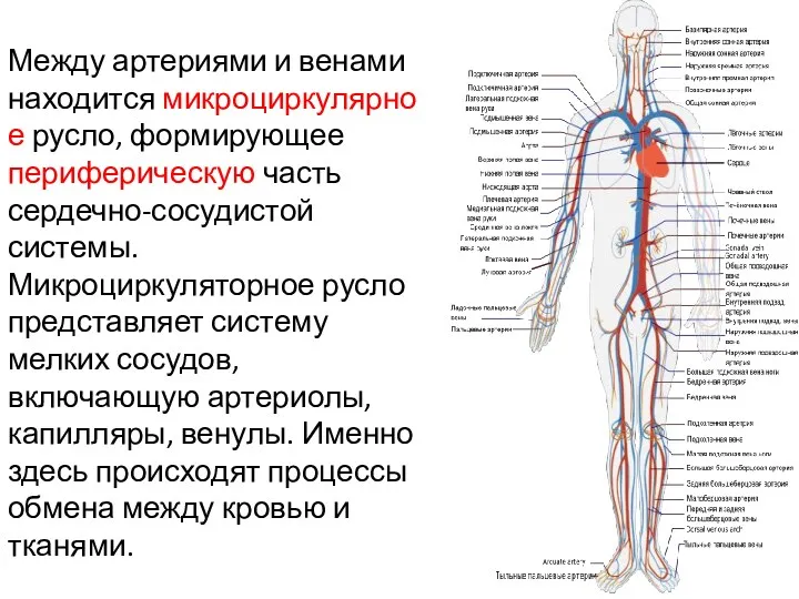 Между артериями и венами находится микроциркулярное русло, формирующее периферическую часть