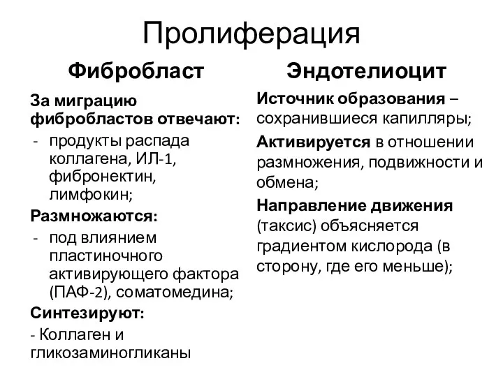 Пролиферация Фибробласт За миграцию фибробластов отвечают: продукты распада коллагена, ИЛ-1,