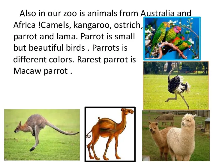 Also in our zoo is animals from Australia and Africa