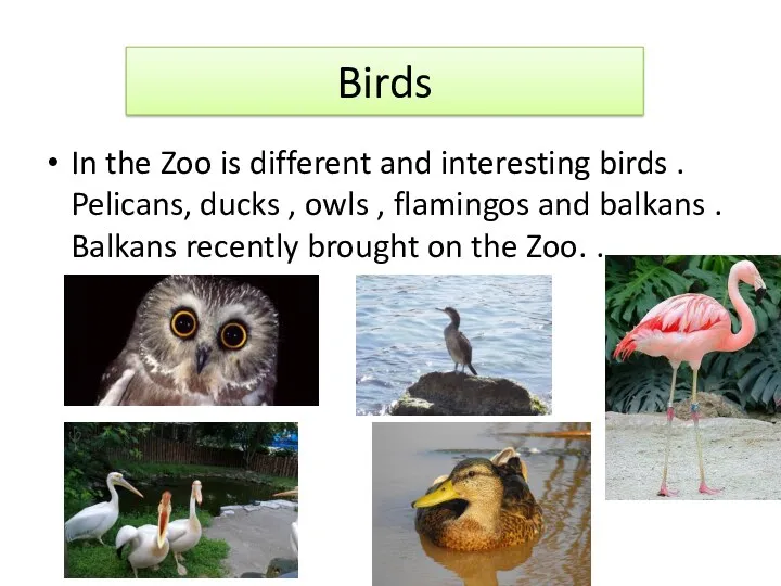 Birds In the Zoo is different and interesting birds .