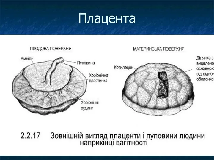 Плацента