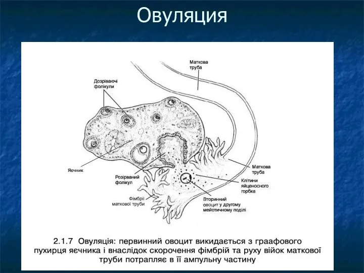 Овуляция