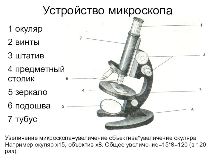 Устройство микроскопа 1 окуляр 2 винты 3 штатив 4 предметный